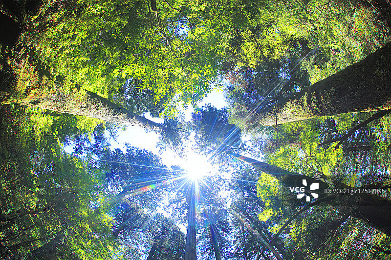 屋久岛柳杉树冠的阳光，日本鹿儿岛县图片素材