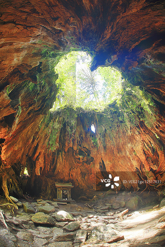 屋久岛的“威尔逊树桩”心形洞图片素材