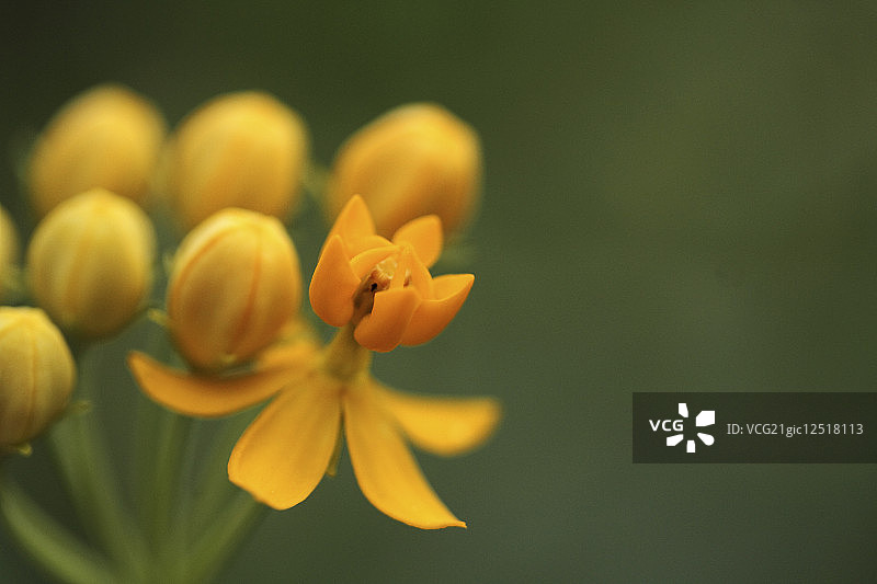 猩红色马利筋花簇，细节图片素材