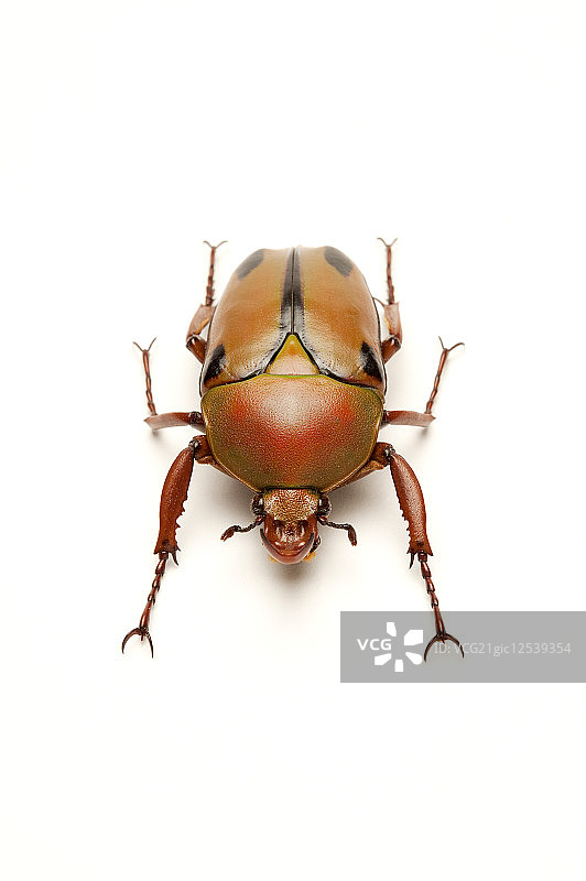 金龟子,甲虫,昆虫,鞘翅目,花金龟,史密斯金龟,图片素材