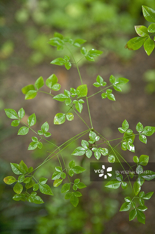 南天竹,草本植物,广西药用植物园图片素材