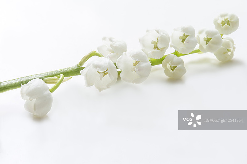 铃兰,花,花卉,图片素材