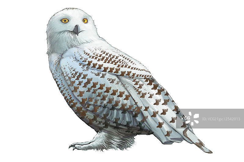 猫头鹰,雪枭,动物,图片素材