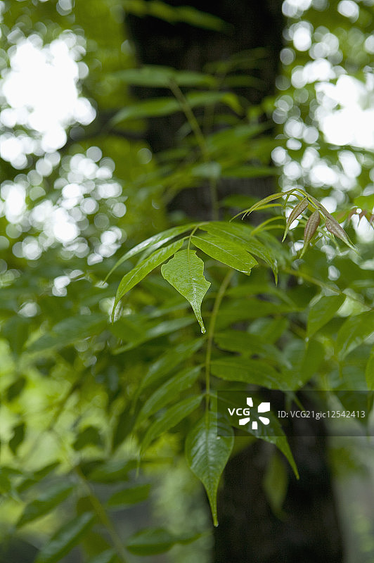 南酸枣,草本植物,广西药用植物园图片素材