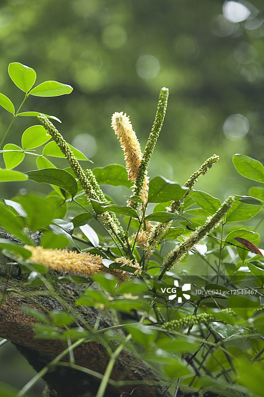 鸡血藤,草本植物,广西药用植物园图片素材