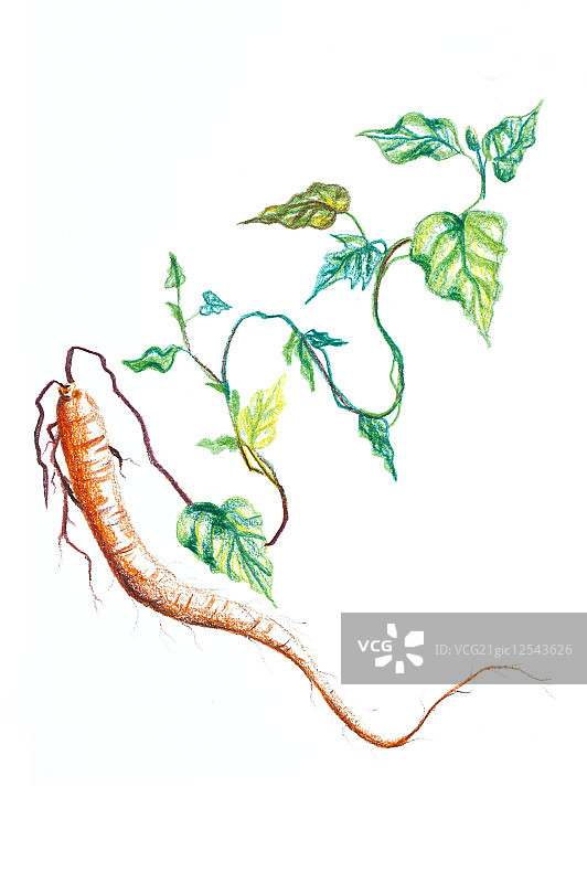 党参,中药,插画,图片素材
