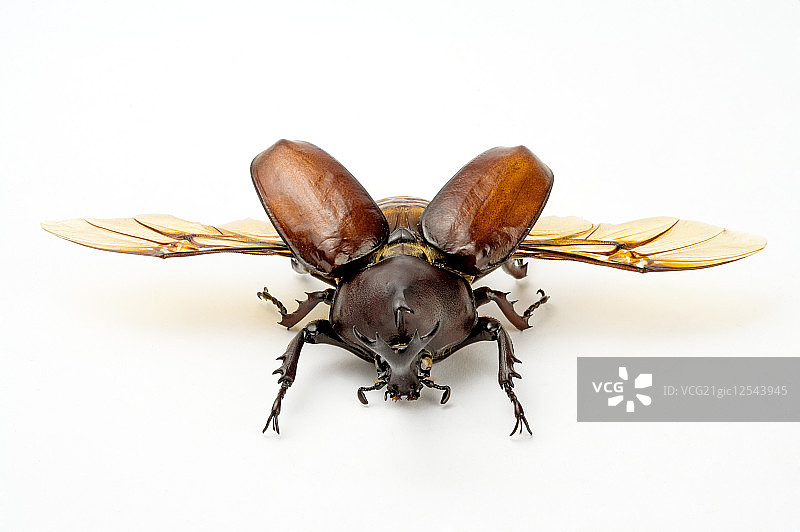 兜虫,甲虫,昆虫,鞘翅目,独角仙,图片素材