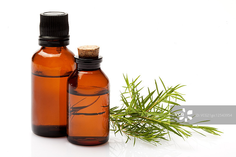 茶树,植物,图片素材