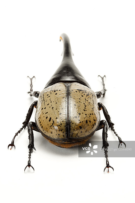 兜虫,甲虫,昆虫,鞘翅目,长辑大兜虫,图片素材