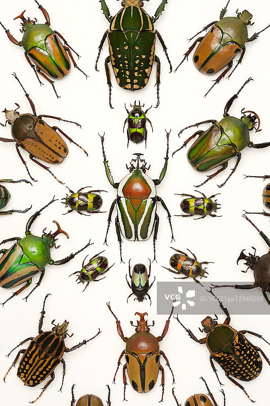 金龟子,甲虫,昆虫,鞘翅目图片素材