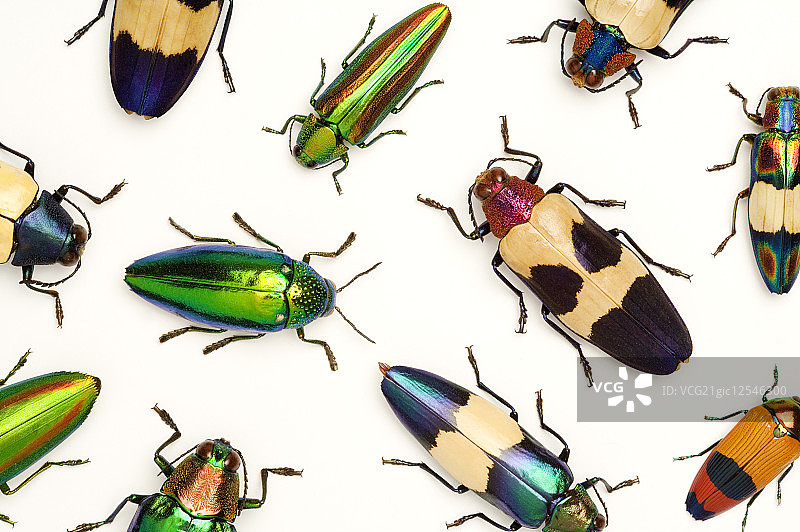 吉丁虫,甲虫,昆虫,鞘翅目图片素材