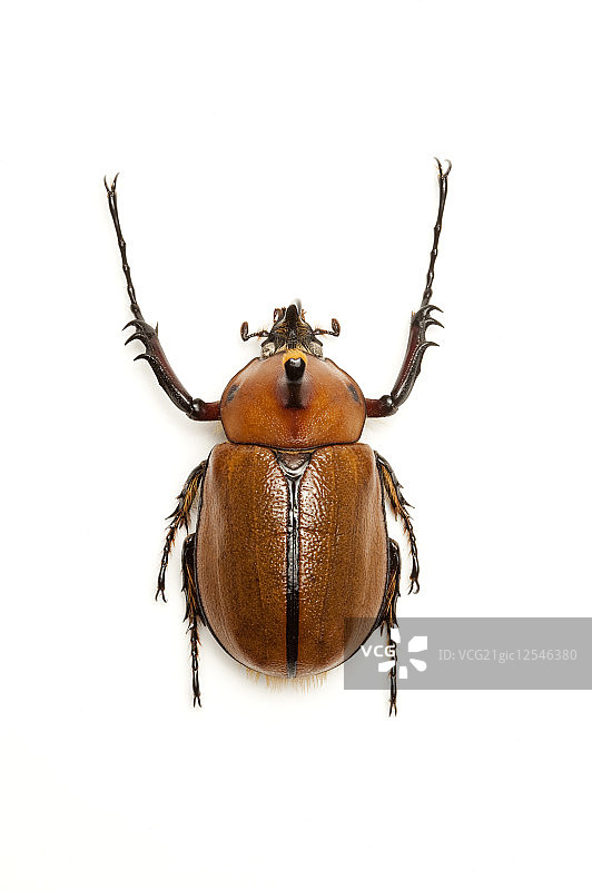 兜虫,甲虫,昆虫,鞘翅目,竖角兜虫,图片素材