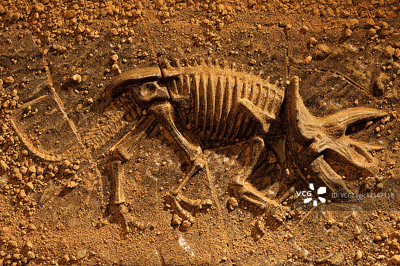 恐龙,化石图片素材