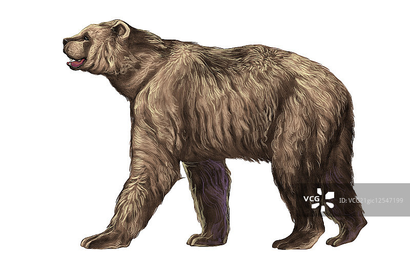 短面熊,熊,动物,图片素材