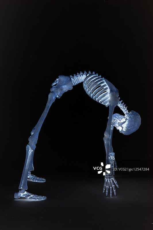 人体骨骼,图片素材