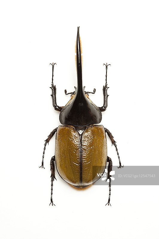 兜虫,甲虫,昆虫,鞘翅目,长辑大兜虫,图片素材