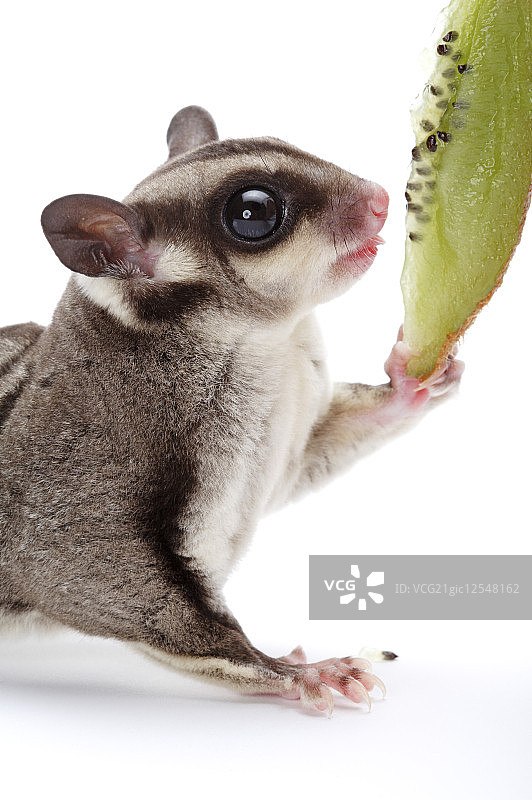 蜜袋鼯,图片素材