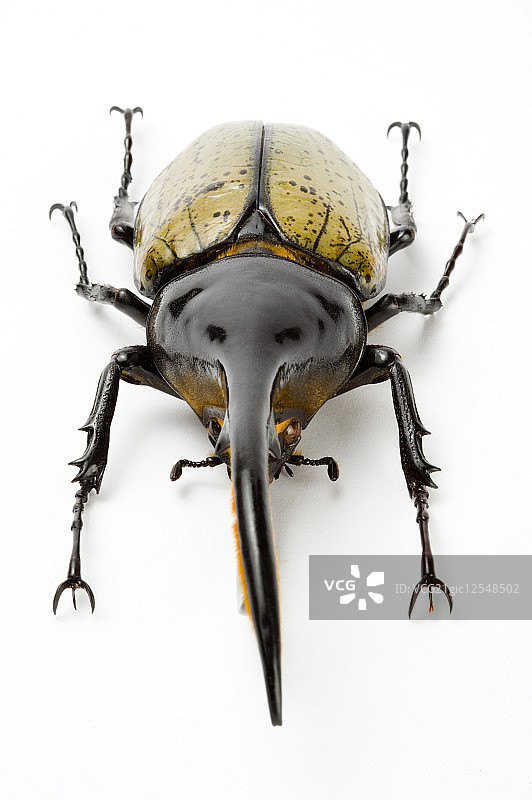 兜虫,甲虫,昆虫,鞘翅目,长辑大兜虫,图片素材