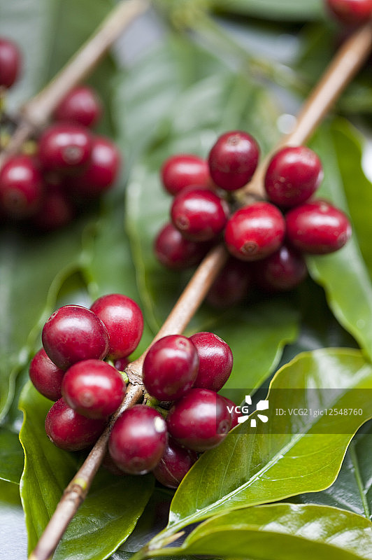 咖啡豆,咖啡树,屏东,台湾,亚洲,图片素材