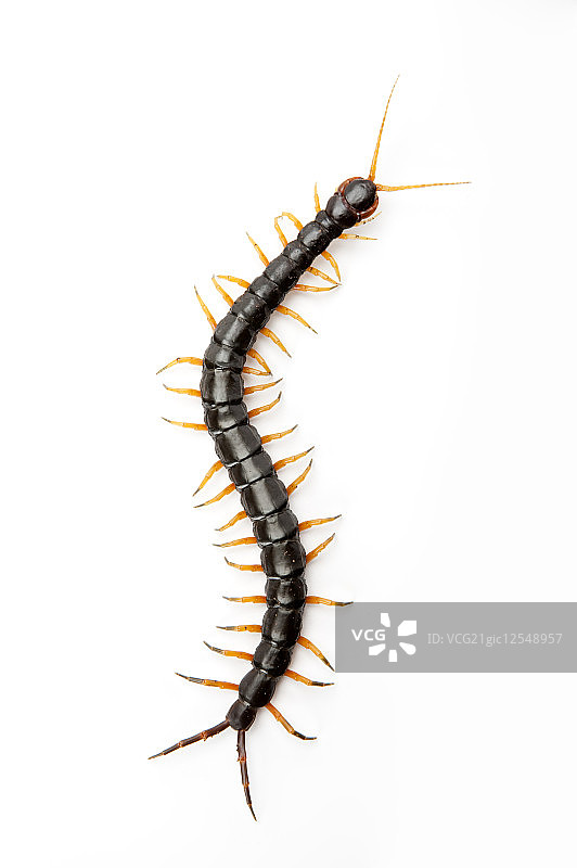 少棘蜈蚣,蜈蚣,节肢动物图片素材