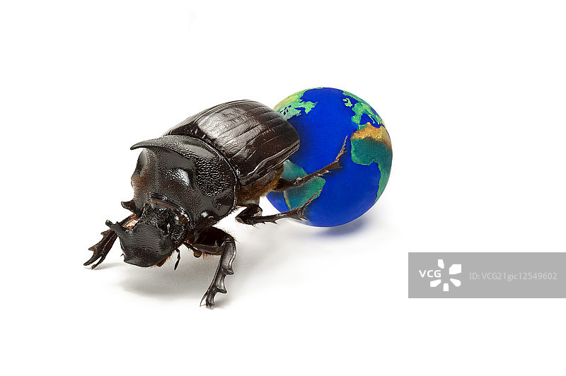 粪金龟,甲虫,昆虫,鞘翅目,泰国象粪金龟,图片素材