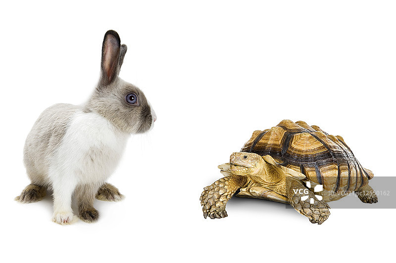 苏卡达陆龟,乌龟,兔子,龟兔赛跑图片素材