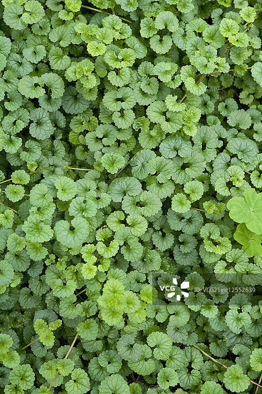 活血丹,草本植物,广西药用植物园图片素材
