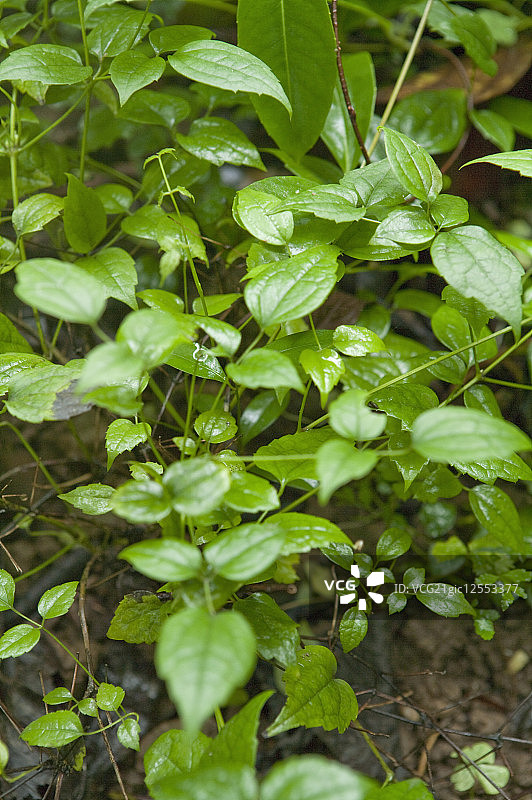威灵仙,草本植物,广西药用植物园图片素材