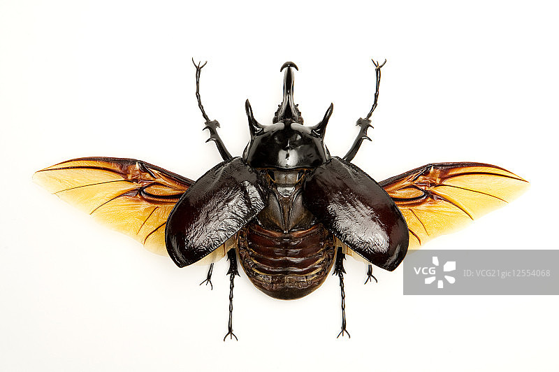 兜虫,甲虫,昆虫,鞘翅目,战神大兜虫,图片素材