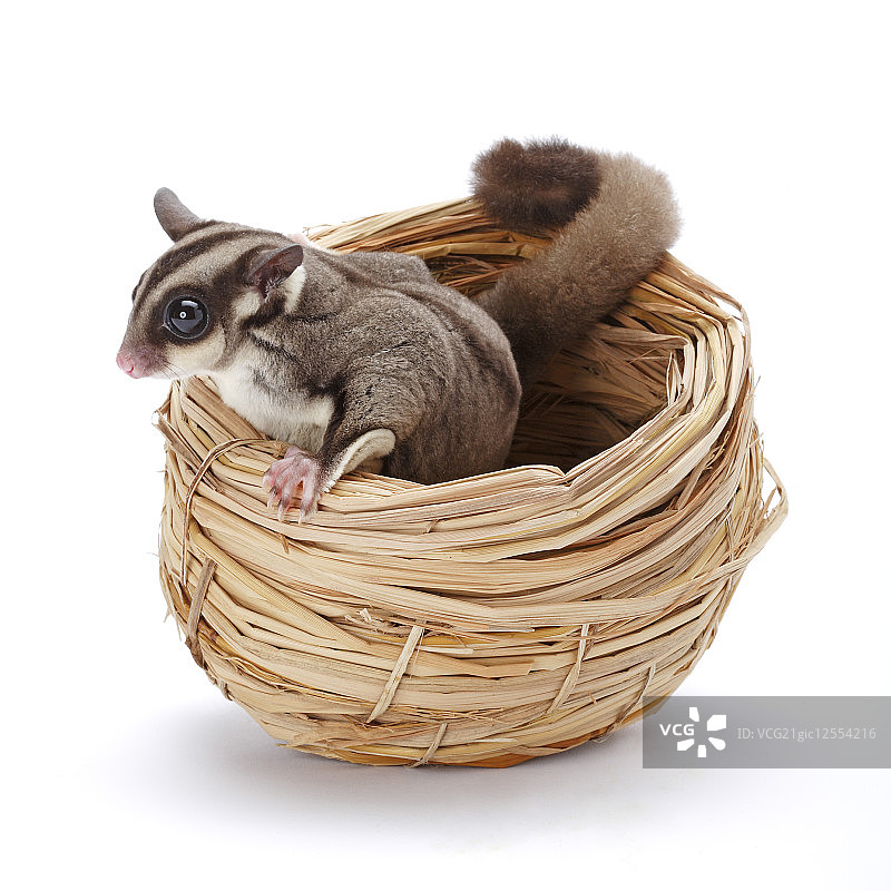 蜜袋鼯,图片素材