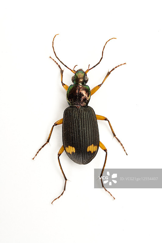 步行虫,甲虫,昆虫,鞘翅目,艳胸黄星步行虫,图片素材