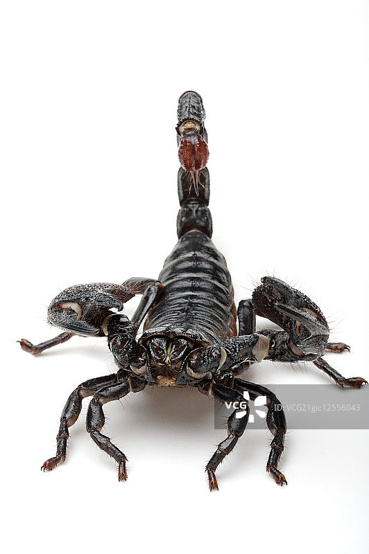 帝王蝎,蝎子,图片素材