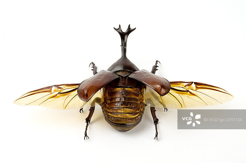 兜虫,甲虫,昆虫,鞘翅目,独角仙,图片素材