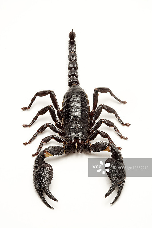 蝎子,昆虫,节肢动物,帝王蝎,图片素材
