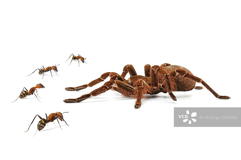 亚马逊捕鸟蜘蛛,蜘蛛图片素材