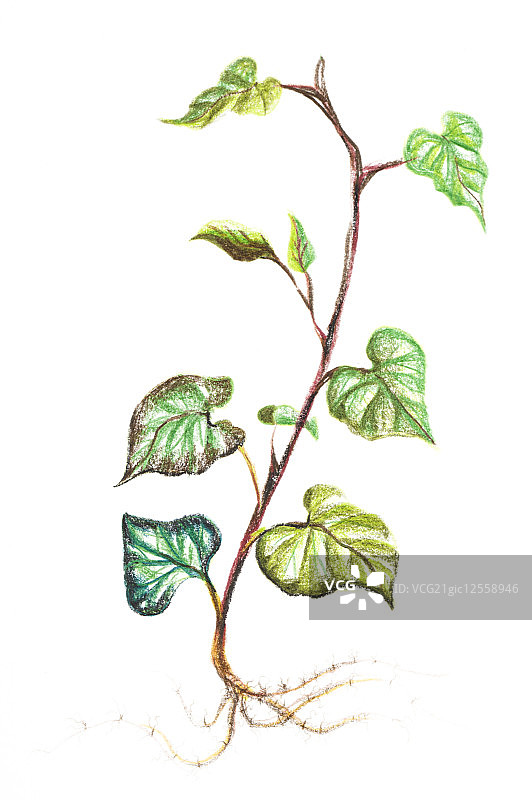 鱼腥草,中药,插画,图片素材