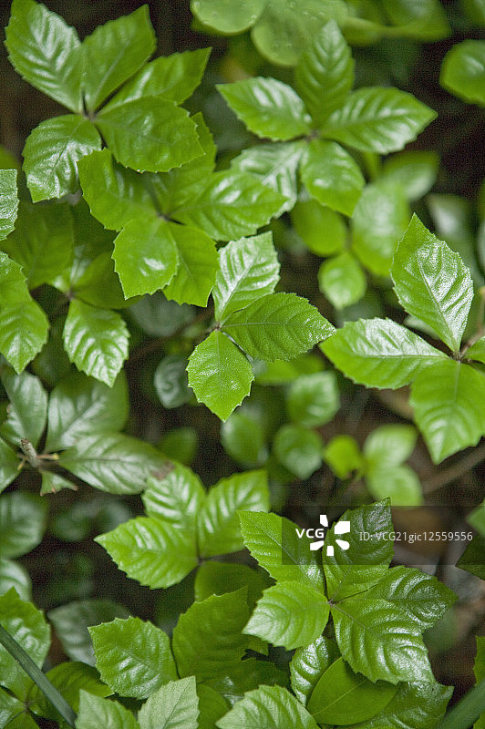 九节龙,草本植物,广西药用植物园图片素材