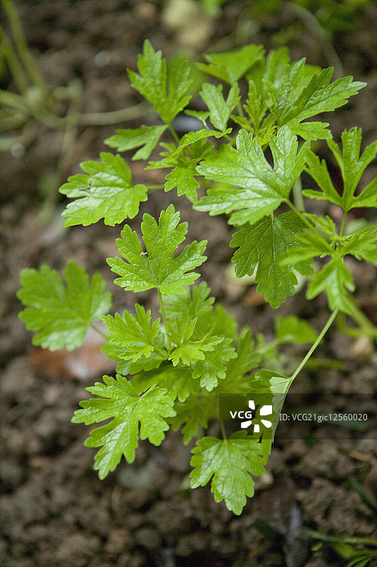 益母草,草本植物,广西药用植物园图片素材