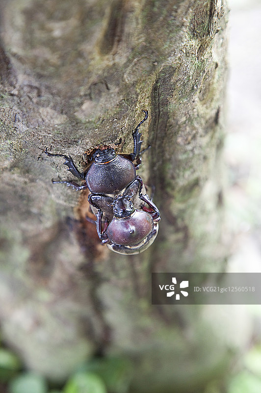 独角仙,交配,宜兰,台湾,亚洲,图片素材