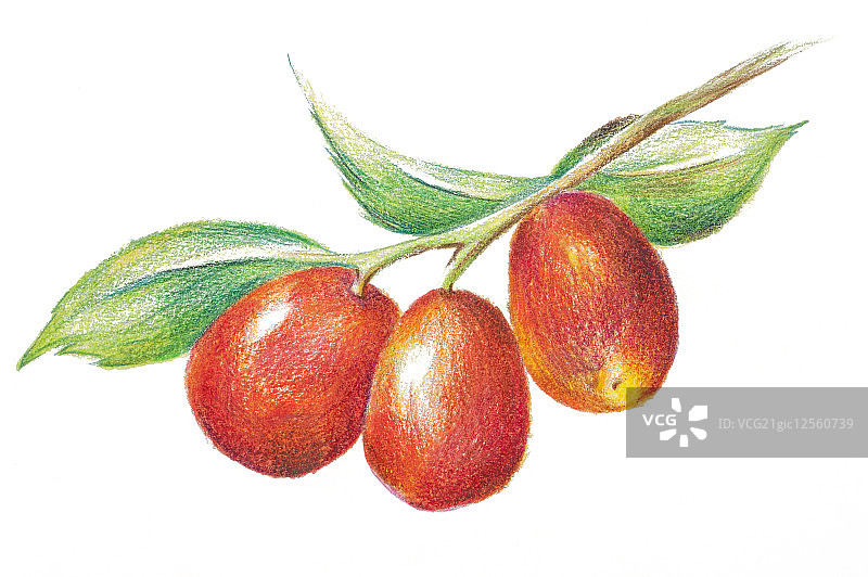 红枣,中药,插画图片素材
