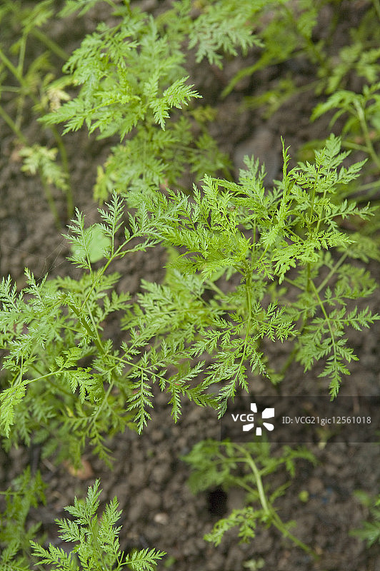 黄花蒿,草本植物,广西药用植物园图片素材