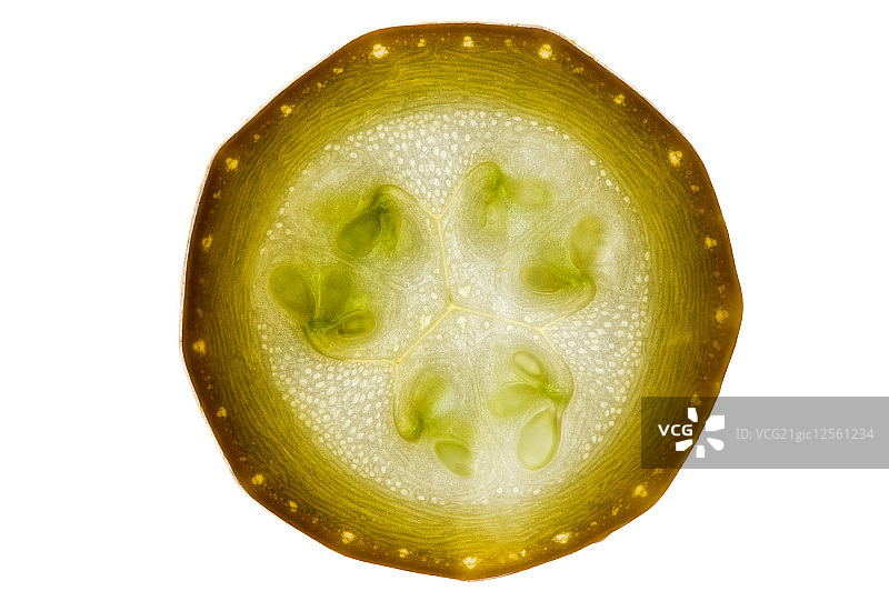 节瓜,蔬菜,图片素材