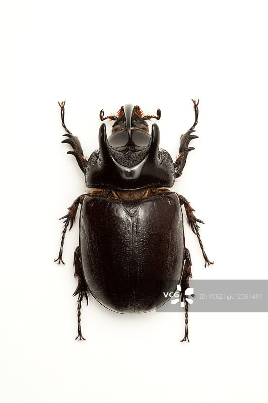 兜虫,甲虫,昆虫,鞘翅目,伊利安三角龙兜虫,图片素材