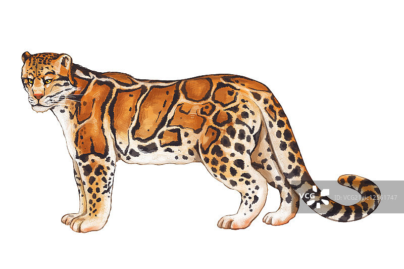 云豹,豹,动物,图片素材