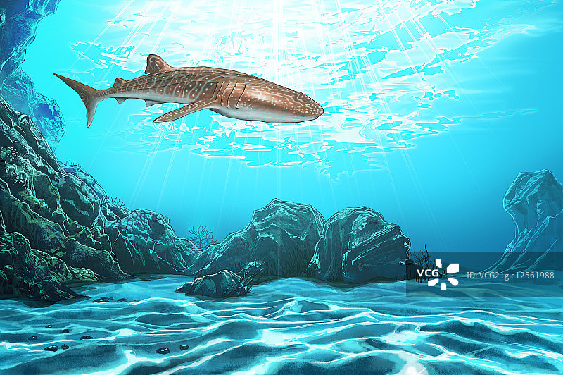 鲨鱼,豆腐鲨,动物,图片素材