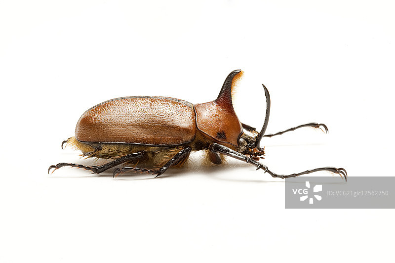 兜虫,甲虫,昆虫,鞘翅目,竖角兜虫,图片素材