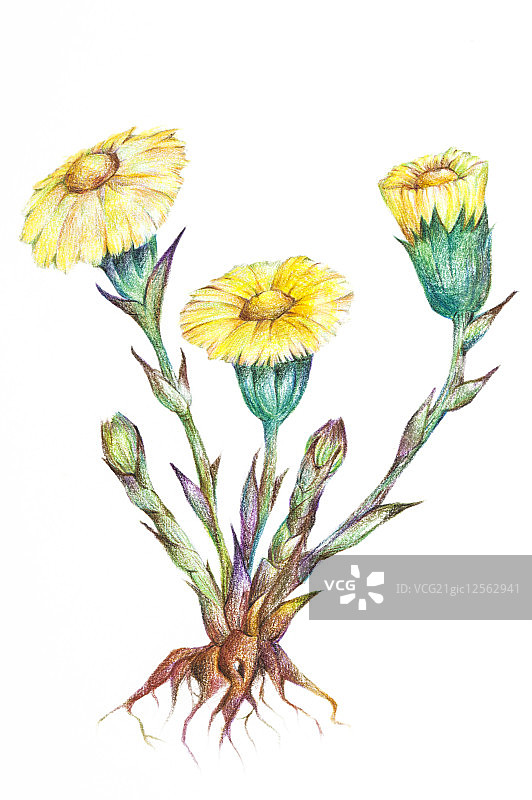 款冬花,中药,插画图片素材