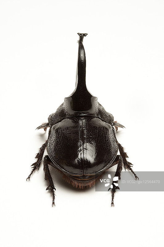 兜虫,甲虫,昆虫,鞘翅目,图片素材