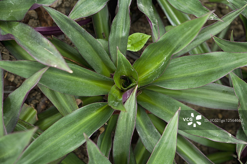 紫背万年青,草本植物,广西药用植物园图片素材