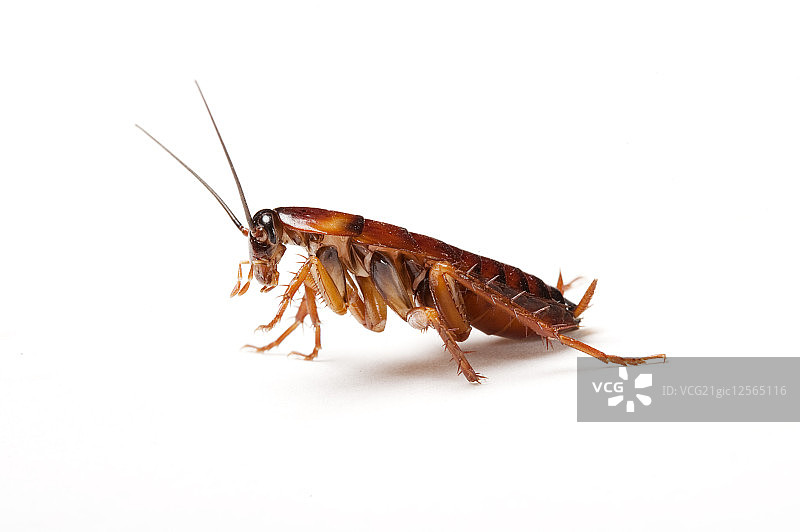 蟑螂,图片素材